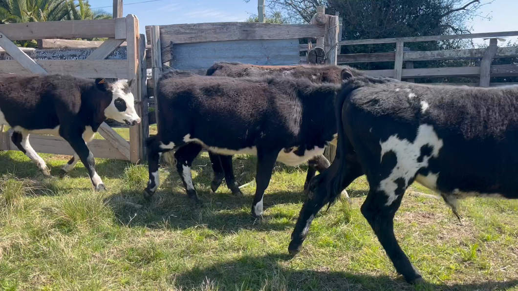 Lote TERNEROS Y TERNERAS