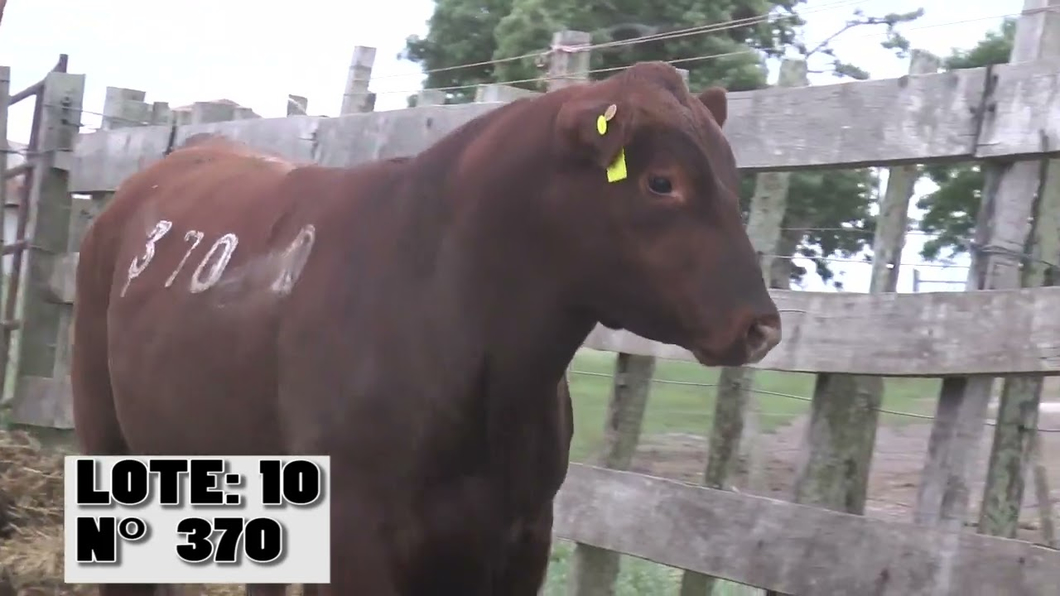 Lote 3 Toros a remate en La Empastada, Durazno