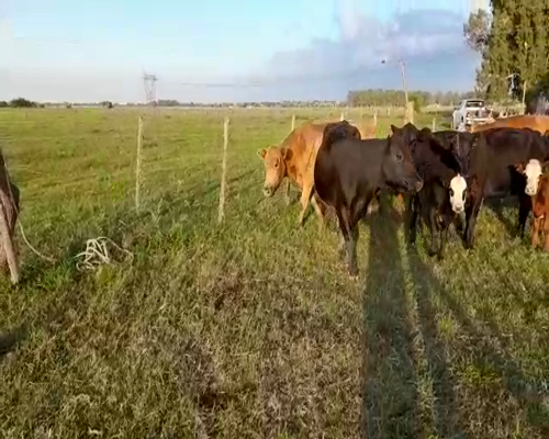 Lote 33 Vacas CUT con cría en Brandsen, Buenos Aires