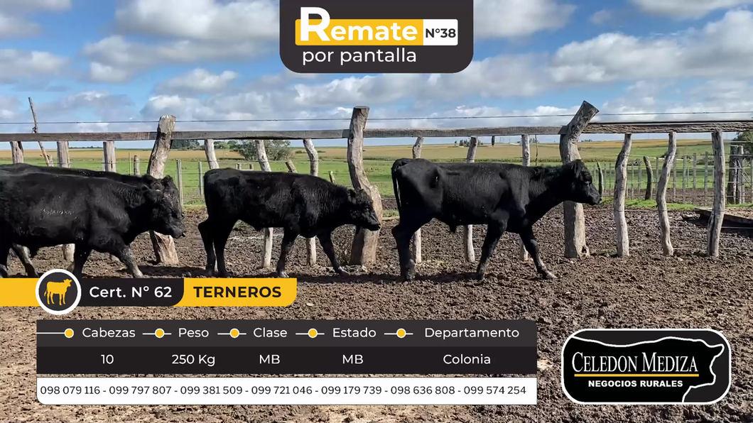 Lote 10 Terneros en La Horqueta, Colonia