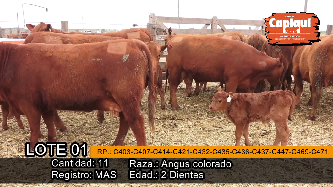 Lote VAQ.  PARIDAS