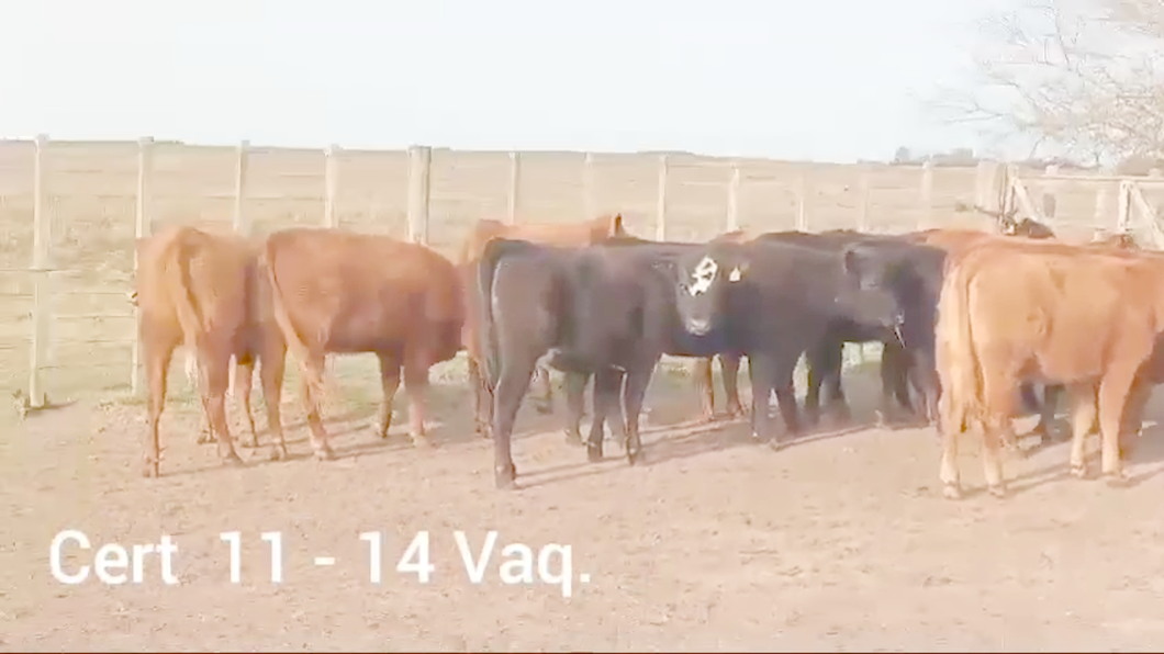 Lote VAQUILLONAS DE 1 A 2