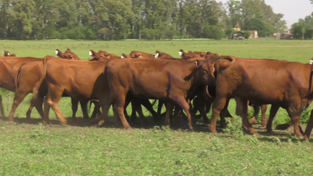 Lote 15 Vaquillonas C/ gtia de preñez en Lincoln, Buenos Aires