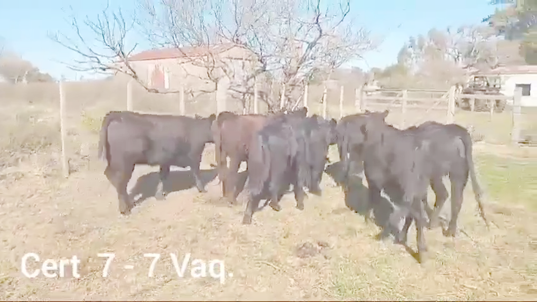 Lote VAQUILLONAS DE 1 A 2