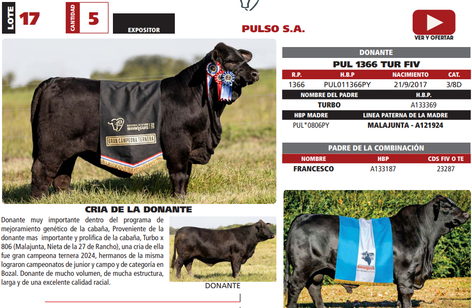 Lote LOTE 17