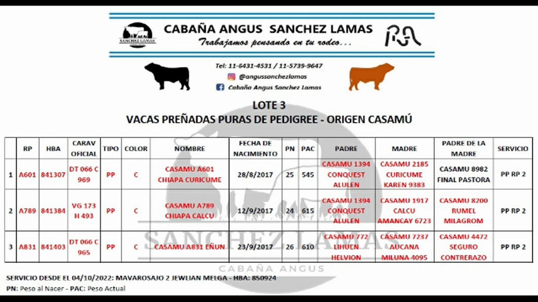 Lote Vacas Preñadas PP  - SANCHEZ LAMAS