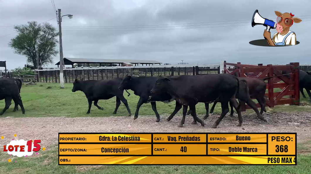 Lote LOTE 15