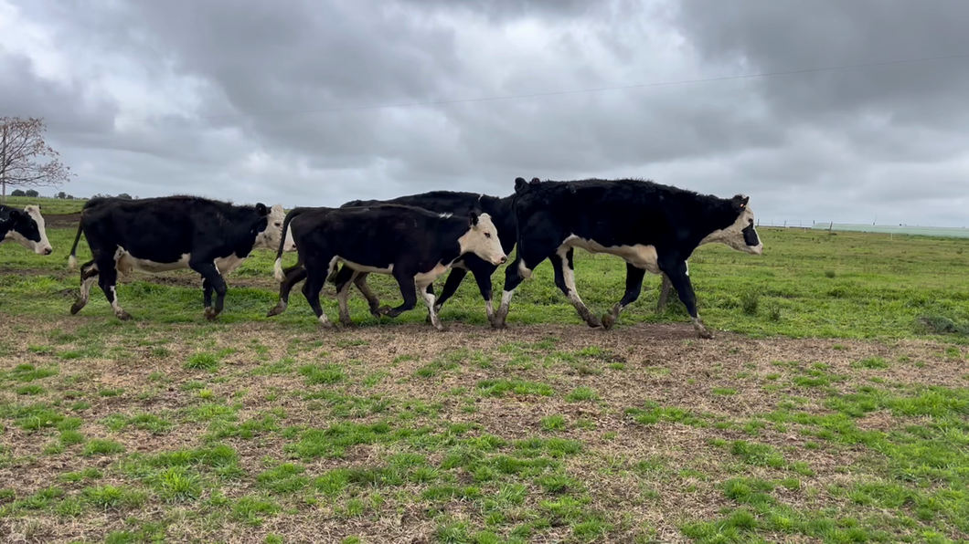 Lote VACA DE INVERNADA