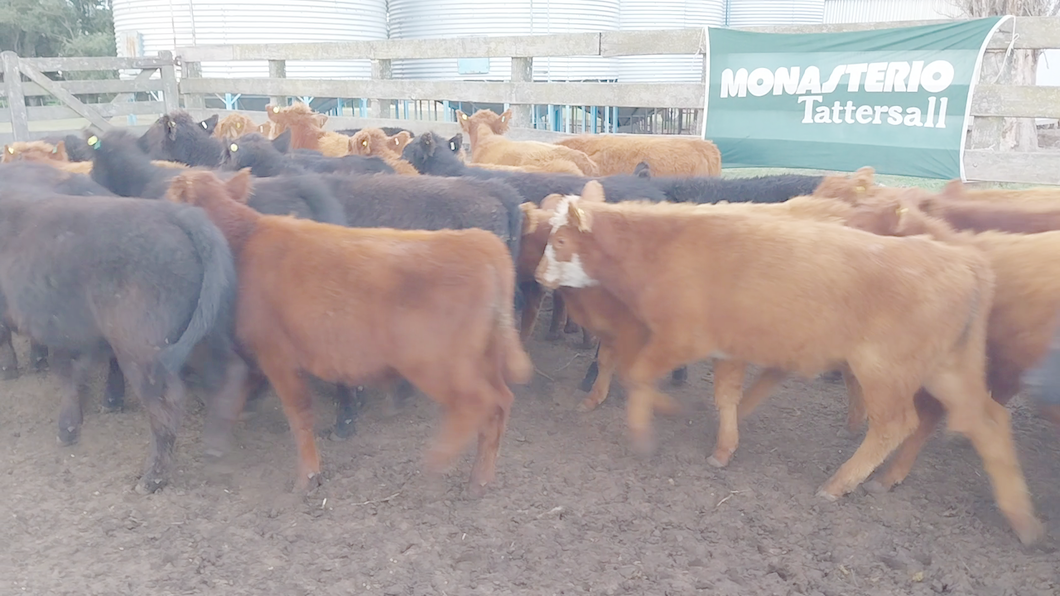 Lote 60 Terneros EN DAIREAUX