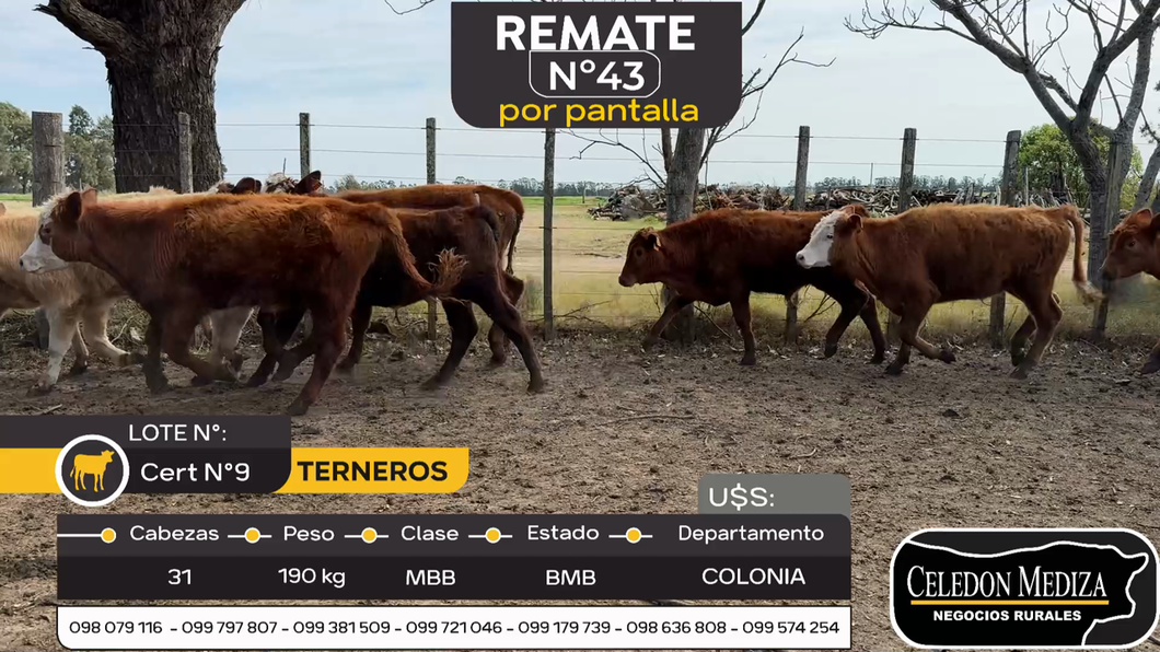 Lote 31 Terneros en Colonia