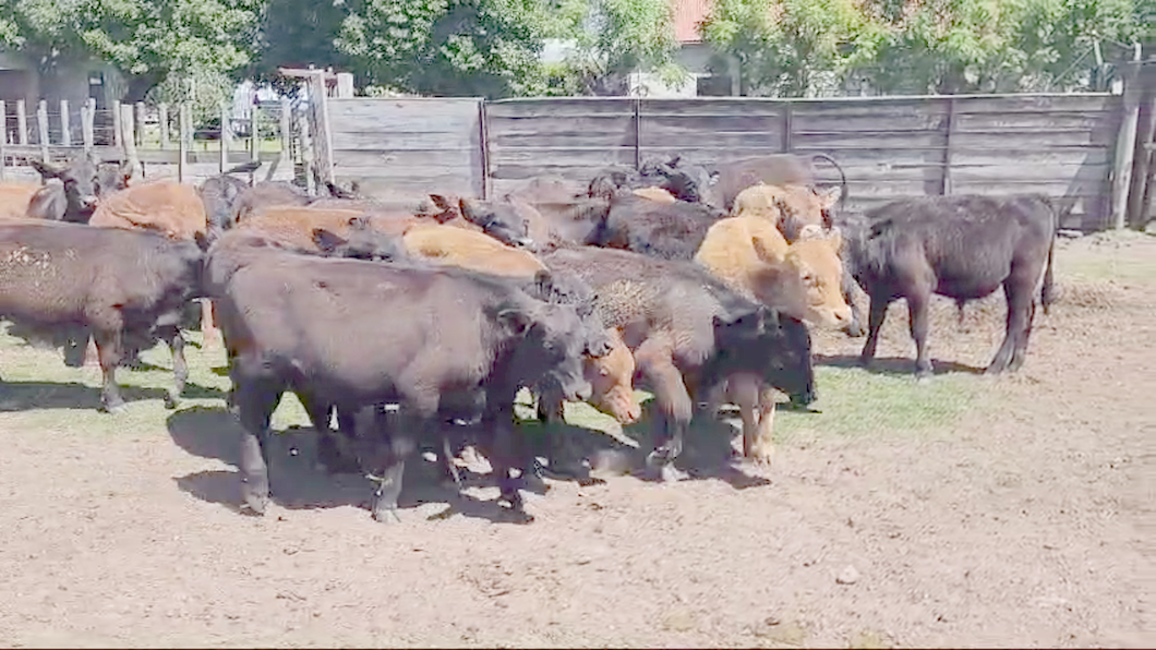 Lote (Vendido)24 Terneros BRANGUS-ANGUS-LIMOUSIN a remate en #50 Pantalla Carmelo 210kg -  en COSTAS DE VACA