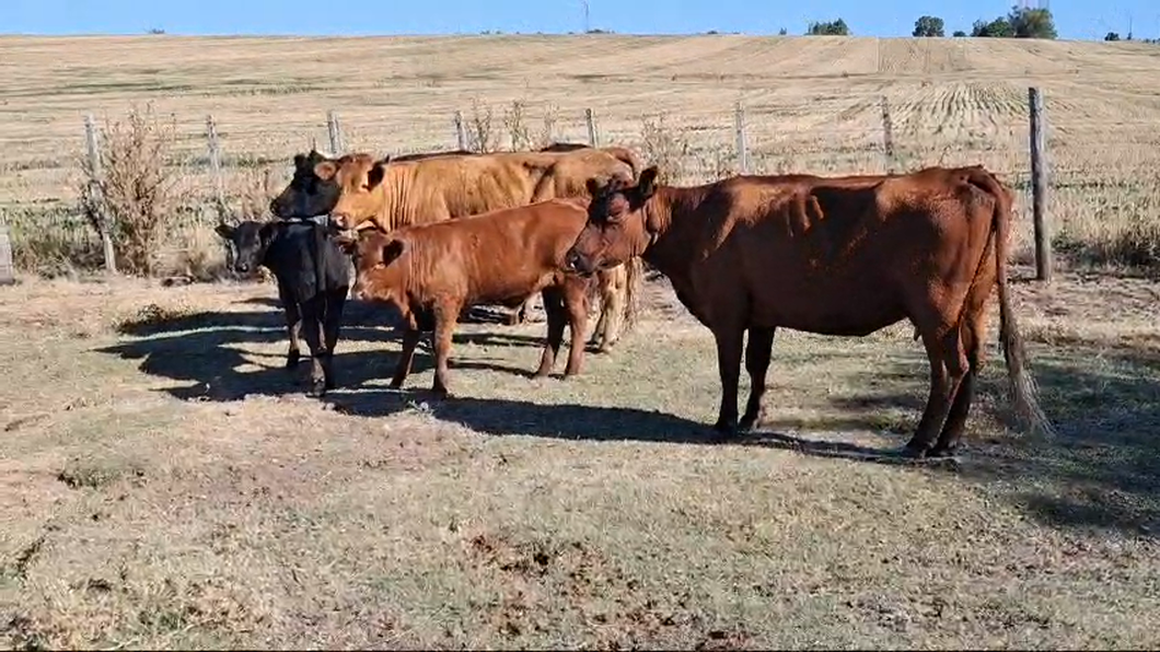 Lote PIEZAS DE CRIA