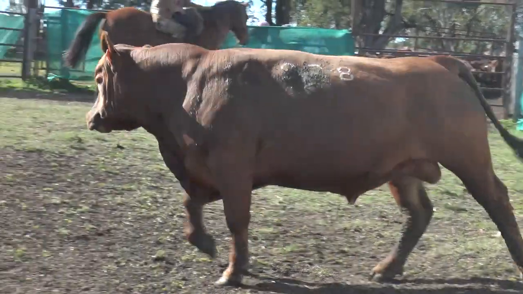 Lote Toros a remate en TOROS PARA VAQUILLONAS en Cabaña La Empastada