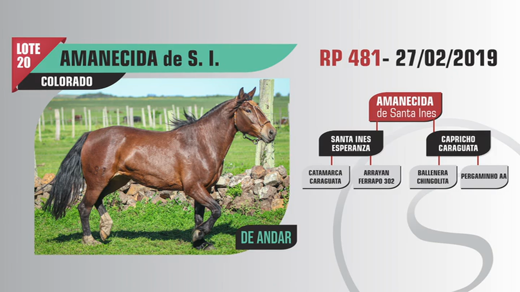 Lote Santa Ines AMANECIDA