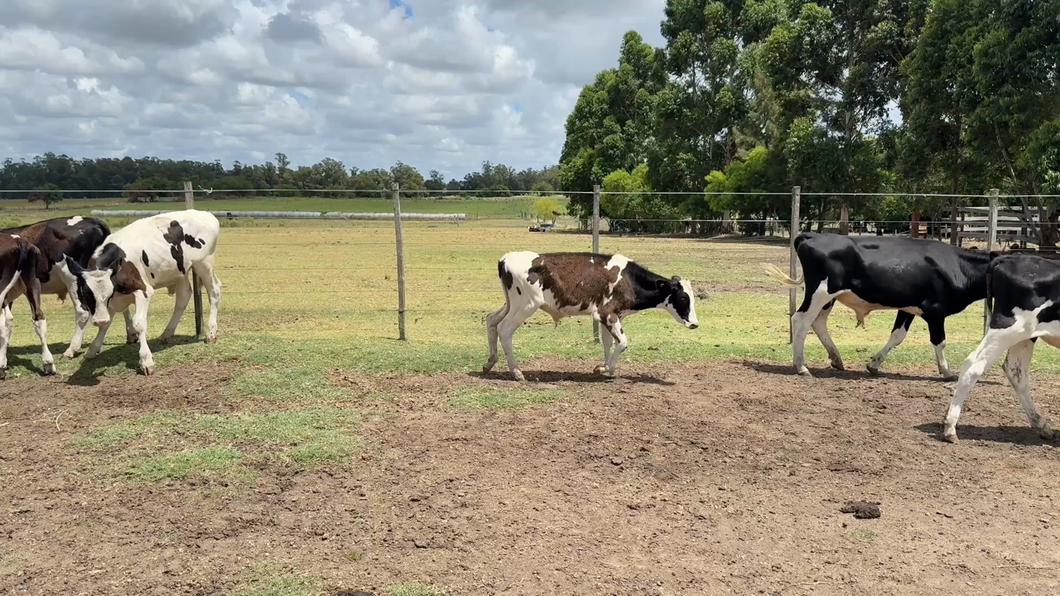 Lote TERNEROS