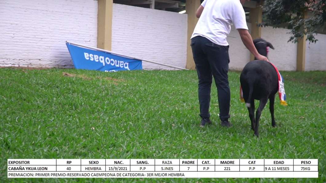 Lote Santa Inés Expo Internacional 2022 - Lote 44