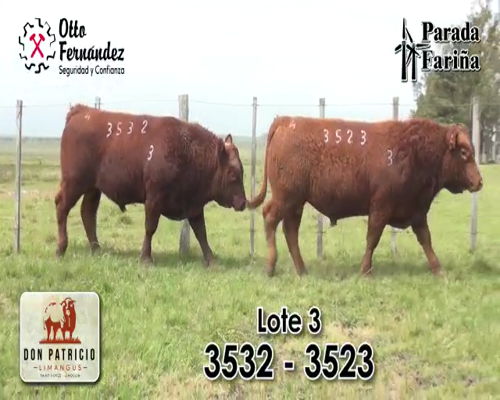 Lote TOROS LIMANGUS