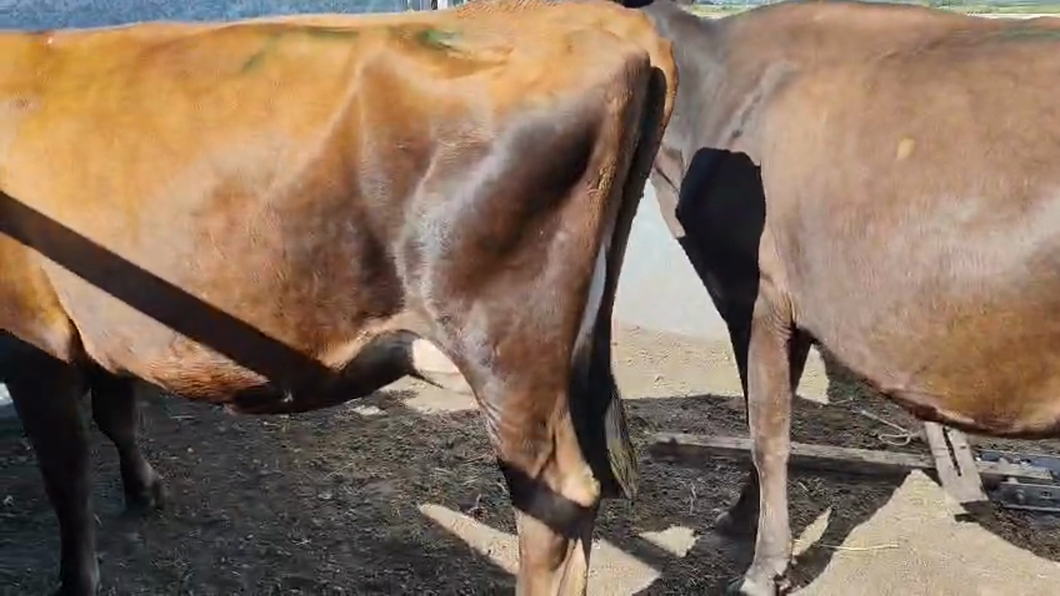 Lote 2 Vacas de Invernada 400kg - , San José