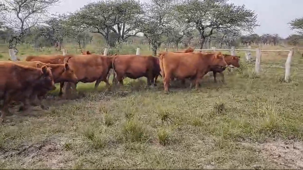 Lote ANGUS “EL CALÁ” de R. Garat VACAS GRALES. COLORADAS