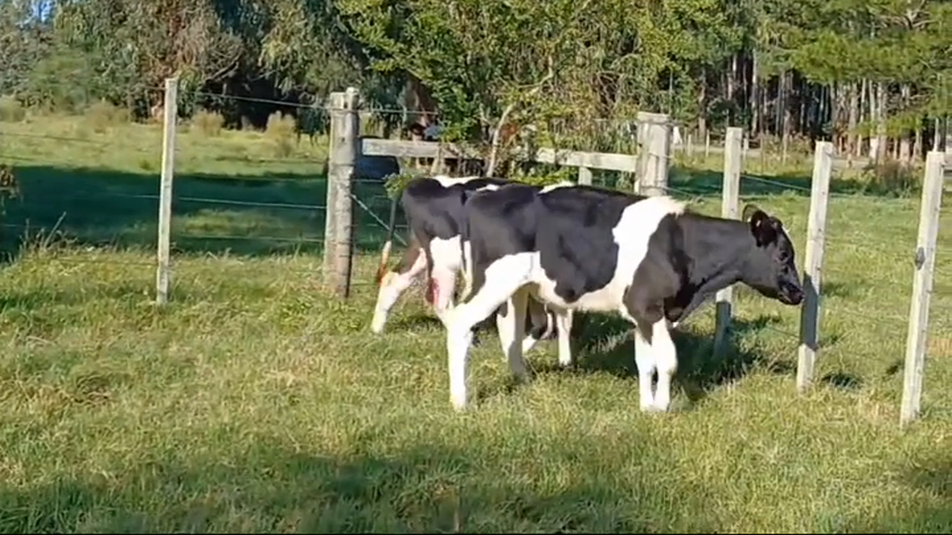 Lote (Vendido)2 Terneros Holando HOLANDO a remate en #43 Pantalla Carmelo  150kg -  en BLANCA ARENA