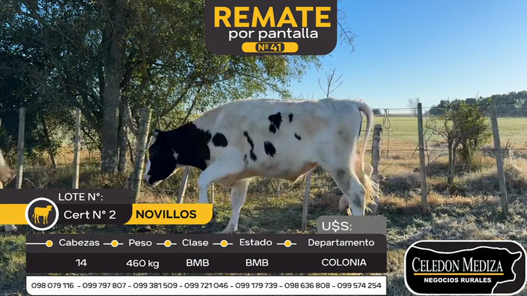 Lote 14 Novillos en Colonia