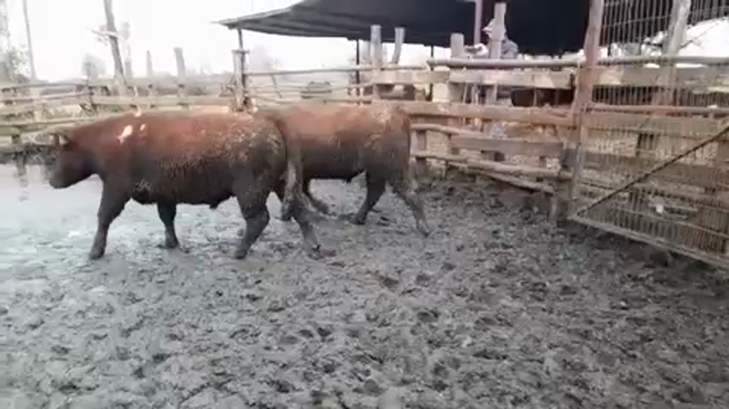 Lote 45 Novillo Gordo en Linares, VII  Región Maule