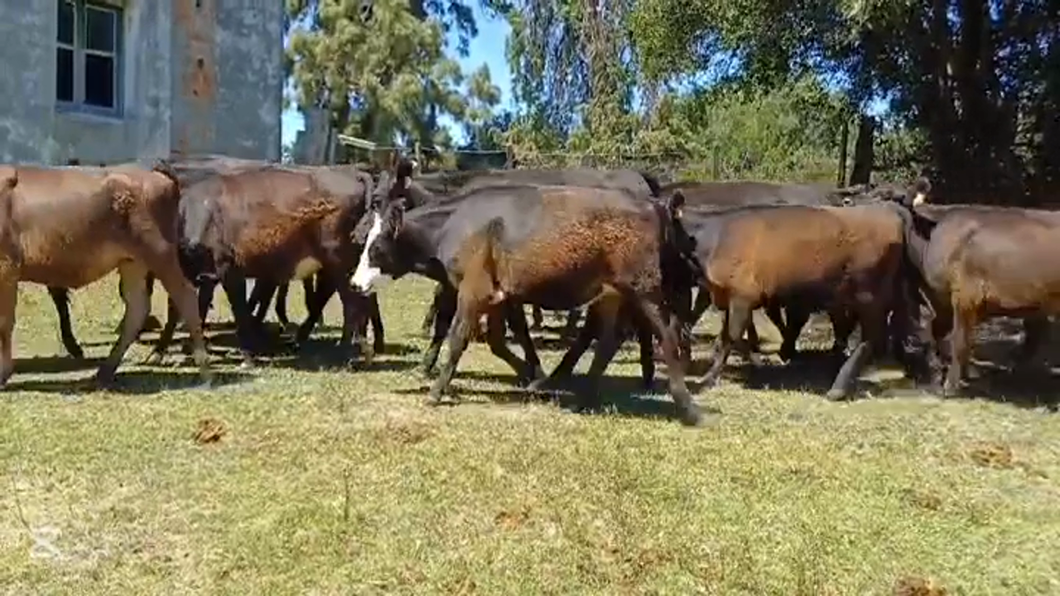 Lote TERNERAS