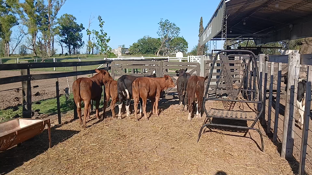 Lote 6 Terneras