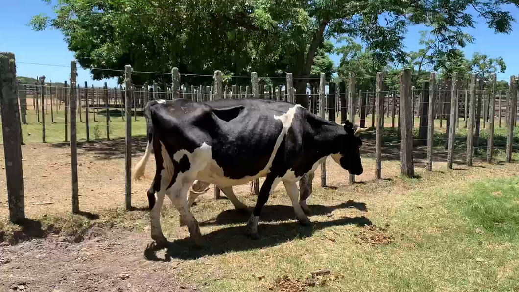 Lote 2 Vaca en Melo, Cerro Largo
