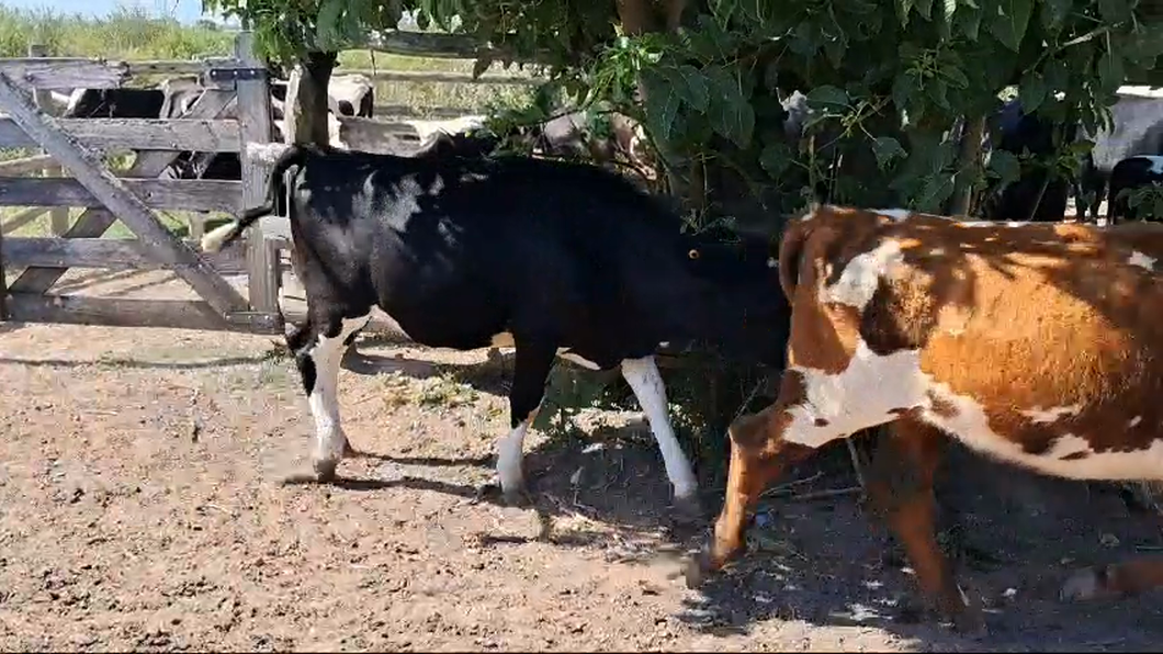 Lote VAQUILLLONAS