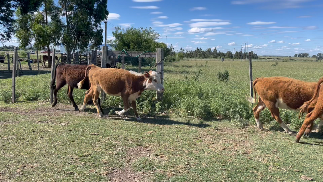 Lote TERNERAS