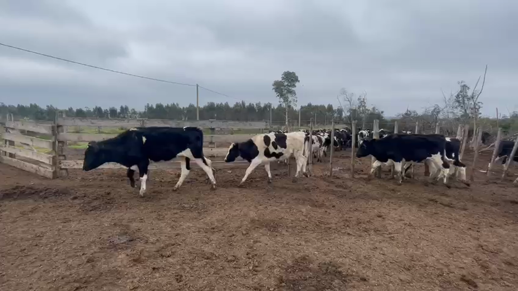 Lote 8 Terneras