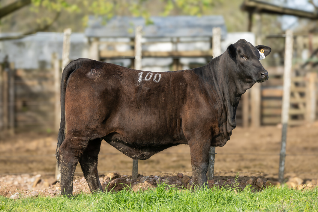 Lote Jacaranda - Especial Hembras