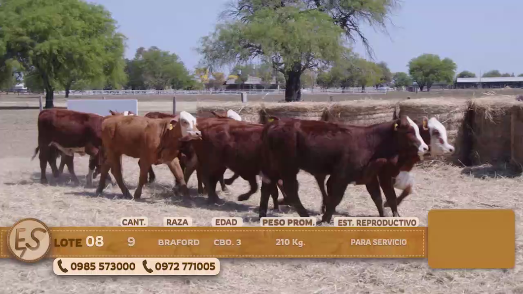 Lote Terneras Cbo 3 BRANGUS