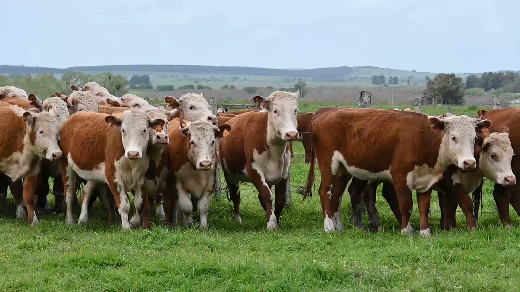 Lote Vaquillonas H Astadas