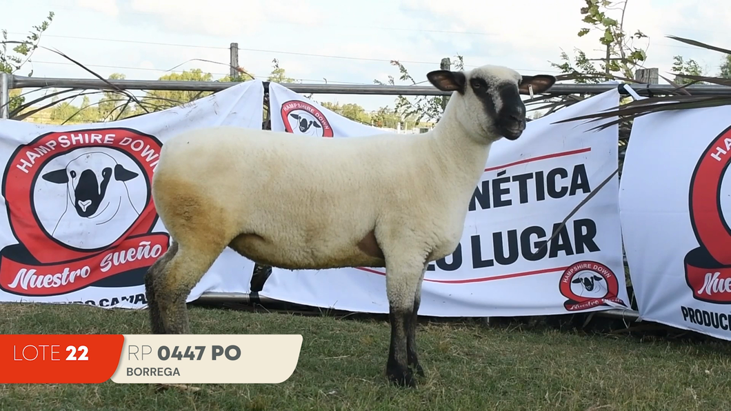 Lote Lote 22