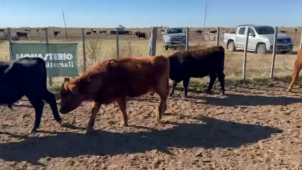 Lote 60 Terneras en Daireaux