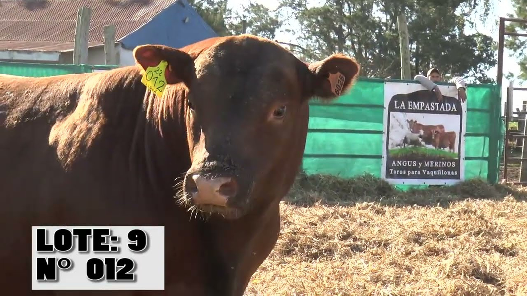 Lote 3 Toros a remate en Toros para Vaquillonas - La Empastada, Durazno