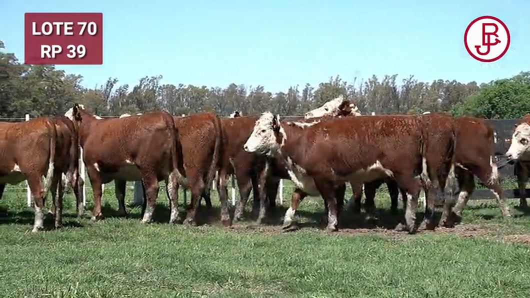 Lote VAQUILLONAS PREÑADAS Polled Hereford -PARICION OTOÑO 2024-