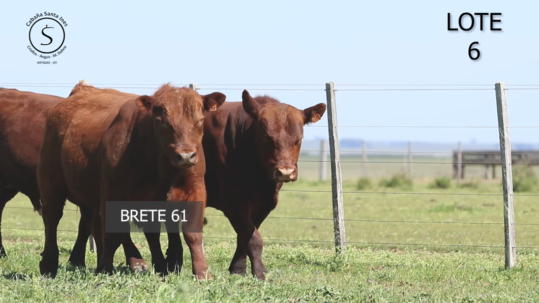 Lote 3 Toros a remate en 5° REMATE ANUAL SANTA INES, Artigas