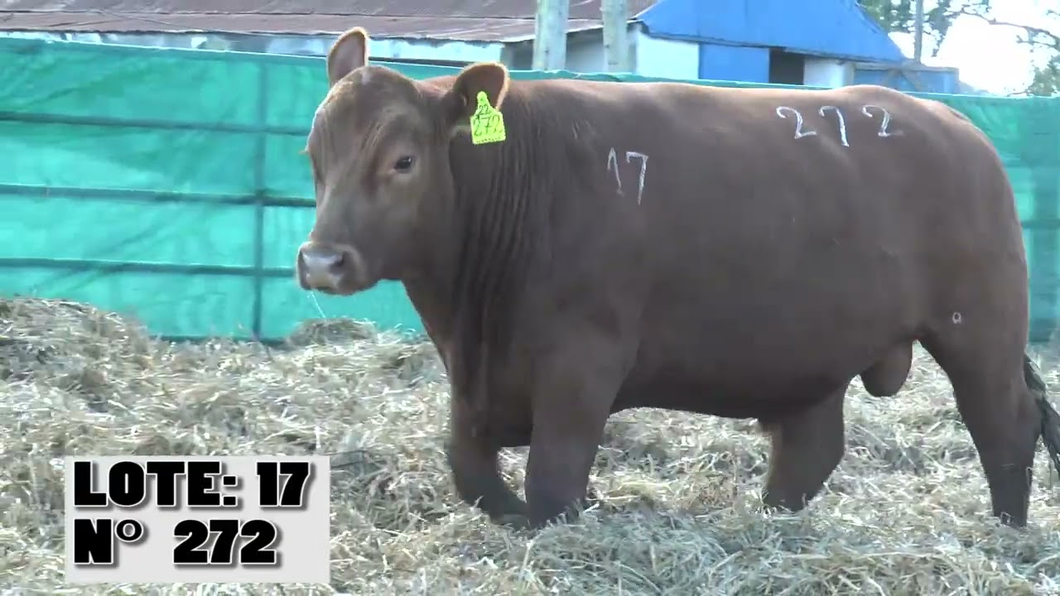 Lote 3 Toros a remate en Toros para Vaquillonas - La Empastada, Durazno