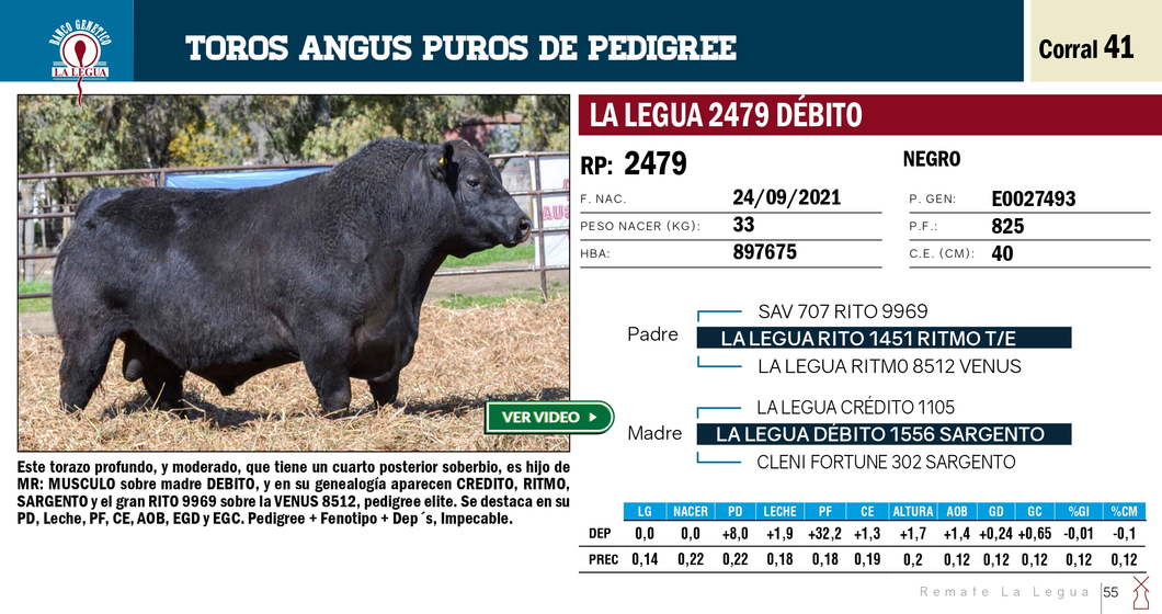 Lote TOROS ANGUS PP