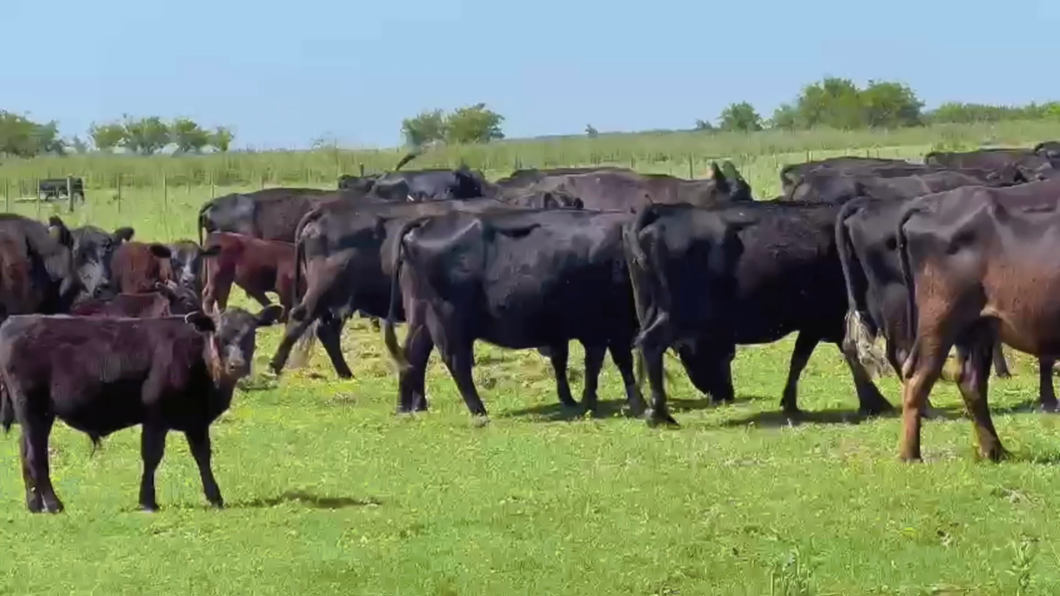 Lote 120 Vacas CUT con cría