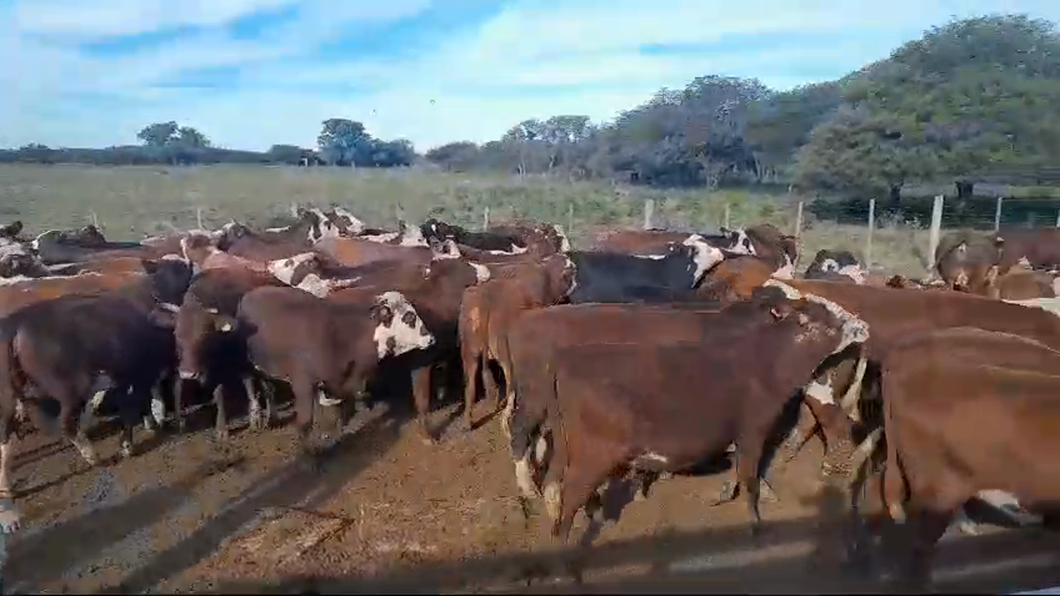 Lote 77 Vaquillonas preñadas Braford y sus cruzas en Felicia, Santa Fe