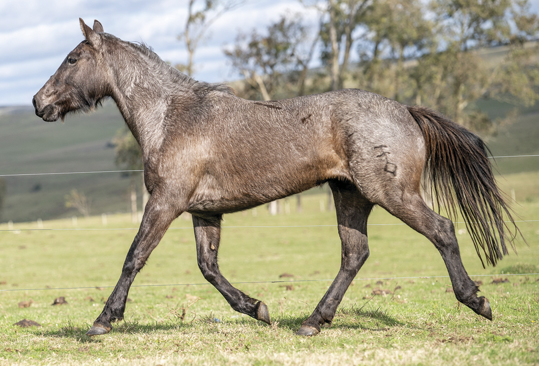 Lote BRISA EL TACUARAL