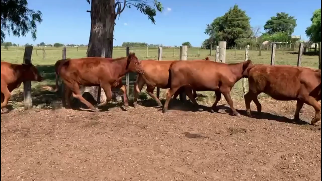 Lote VAQUILLONAS 1A2 AÑOS