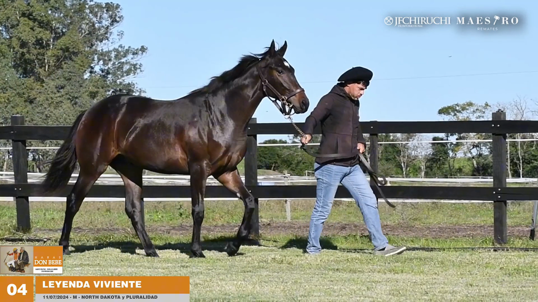 Lote LEYENDA VIVIENTE