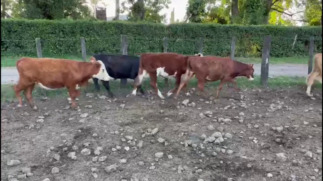 Lote TERNEROS.
