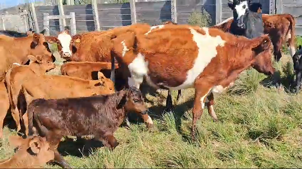 Lote 58 Piezas de cría Cruzas hereford a remate en Pantalla Aniversario - Escritorio Camy en Coronilla