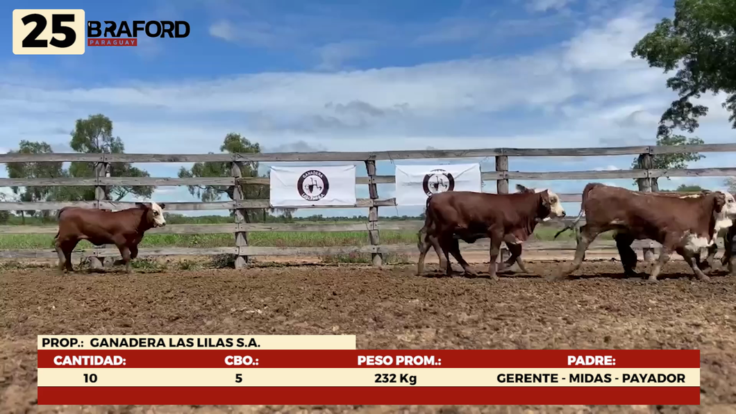 Lote LOTE 25- POR PANTALLA